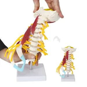FRT040脊柱模型1:1生活尺寸高质量人体高级颈椎解剖医学教学资源
