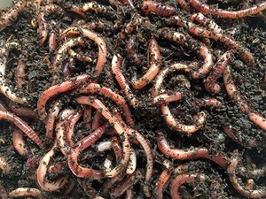 Fertilizante Orgánico de Compost de Vermicompost de Residuos Agrícolas Orgánicos de la India 2025 - Alta Calidad, Calidad de Exportación, Excelente Precio - Product Image 3
