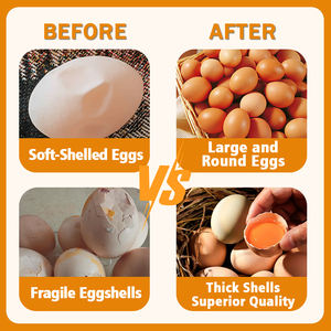 Premezcla de Minerales Traza al 0.2% para Gallinas Ponedoras |   Aditivos para Alimentos para Animales |   Huevos para Mejorar la Calidad y Reforzar el Sistema Inmunológico - Product Image 4