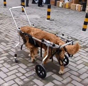 HEDY PW03 aleación de aluminio ajustable todos los tamaños 4 ruedas mascota perro gato silla de ruedas andador <span class=keywords><strong>para</strong></span> ancianos <span class=keywords><strong>discapacitados</strong></span> paralizados perro - Product Image 2