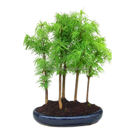 China Fabrik preis echte Bonsai Baumpflanzen Innendekoration Ginkgo Acer Rhododenron