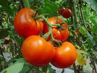 Película de Polietileno de Alto Rendimiento Blanca Anti-UV/Anti-Goteo de 150/200 micras para Frutas, Verduras y Flores