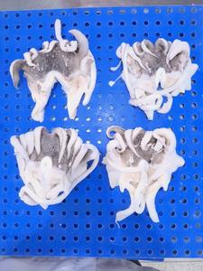 Teste di Seppia Congelate/Frutti di Mare/<span class=keywords><strong>Calamari</strong></span>/Polpi/Pesce Congelato - Product Image 4