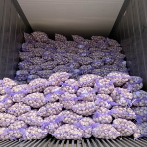 Chất Lượng Cao Hữu Cơ Bình Thường Tỏi Trắng Tươi Trắng 5.5Cm 10Kg Trong Lưới Túi Chi Phí Hiệu Quả Cho Thực Phẩm Sử Dụng - Product Image 2