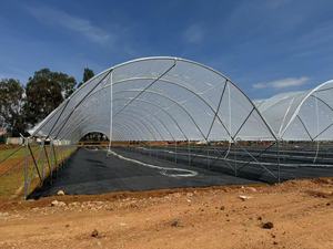 Lớn Duy Nhất Khoảng Đường Hầm Nhà Kính Vòm Vòng Mô Hình Thép Và Kính Bìa Cho Nông Nghiệp Cho Trồng Rau - Product Image 2