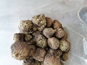 All'ingrosso intero essiccato Selaginella Lepidophylla di grandi dimensioni resurrezione pianta rosa di gerico per la <span class=keywords><strong>vendita</strong></span> - Product Image 5