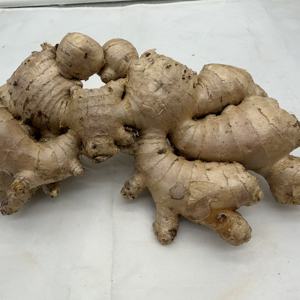 Jengibre Fresco Chino Orgánico de Alta Calidad al por Mayor, Jengibre Fresco de <span class=keywords><strong>China</strong></span> para Uso Alimentario - Product Image 2