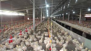 Trémie de silo automatique pour élevage au sol de poulets de chair PH nouvelle condition ligne d'alimentation principale système d'aide à la cuvette d'alimentation - Product Image 5