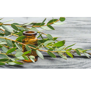 Aceite de Eucalipto Natural, Aceite Vegetal Puro, Aceite Aromático Herbal Fresco para el Cuidado de la Piel y el Cabello, Aromaterapia y Uso Cosmético, Suministro a Granel - Product Image 3