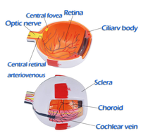 Modelo Anatómico del Ojo Humano Ampliado 6 Veces para la Educación Científica, Estudio de los Estudiantes, Exhibición, Enseñanza Médica, CE/ISO