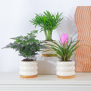 Podocarpus en Maceta, Vegetación Hidropónica, Pequeño Bambú Ciprés, Plantas de Escritorio para Oficina, Fácil Cuidado, Estilo Americano Moderno Minimalista - Product Image 4
