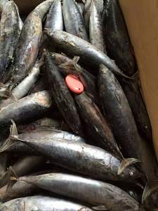 מחיר טוב סין מקור קפוא <span class=keywords><strong>bonito</strong></span> כל סיבוב - Product Image 4