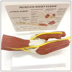 Modello Anatomico di Scheletro Umano a Grandezza Naturale in PVC con Articolazione del Gomito per Insegnamento Medico - Product Image 3