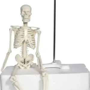 Human Skeleton Model 45cm Mini Decoration Pendant Halloween Gift Anatomical Anatomy Skeleton Art Sketch Gift Doll Skeleton Model