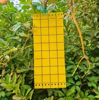 Piège collant jaune double face écologique et jetable pour l'extérieur, protéger les plantes et contrôler les insectes volants.