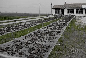 Durable Xanh Thái Gạo Màn Hình Khô <span class=keywords><strong>Net</strong></span> <span class=keywords><strong>HDPE</strong></span> <span class=keywords><strong>Net</strong></span> Cho Nông Nghiệp - Product Image 5