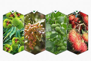 Avec crochet de cueillette Offre Spéciale Essence Olive Harvester Shaker Olive Harvest Tools Fruit Tree Nuts Picking Harvesting Machine - Product Image 5