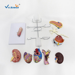Modelos anatómicos humanos, modelos patológicos y modelos médicos de enfermedades - Product Image 4