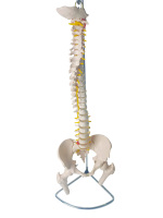 Anatomie biologique médicale enseignant des modèles de colonne vertébrale d'artère vertébrale colonne vertébrale grandeur nature avec le modèle humain flexible de bassin