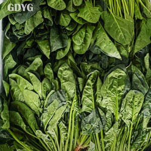 <span class=keywords><strong>Épinards</strong></span> surgelés IQF en gros de Chine, emballage en vrac |   Légumes surgelés de haute qualité pour la vente en gros et l'exportation - Product Image 2