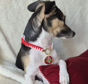 <span class=keywords><strong>Collar</strong></span> de Perro Personalizado de Paracord, Ligero, Trenzado, con Etiqueta de Identificación para Mascotas, <span class=keywords><strong>Collar</strong></span> Trenzado de Dos Tonos, <span class=keywords><strong>Collar</strong></span> con Etiqueta para Interiores - Product Image 3