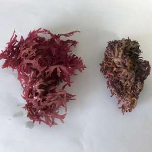 Gelidio natural, suministro de fábrica, N11, gran oferta, precio barato - Product Image 5