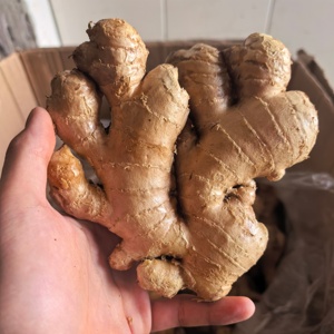 Fornecimento por Atacado de Gengibre Chinês de Alta Qualidade, Várias Especificações, Marca YONGJIANG, Gengibre Fresco Envelhecido, Exportação Guangxi 2026 - Product Image 1