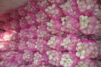Vente en gros d'ail naturel frais Offre Spéciale 5cm avec GLOBAL GAP Bon prix 2025 Nouvelle exportation de légumes verts de haute qualité