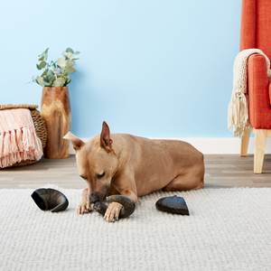 Cuerno de búfalo para masticar perros de la mejor calidad de la India Comida para mascotas amorosa Agua Cuerno de cordero directo Fábrica Contacto WA + 91 9675995272 - Product Image 2