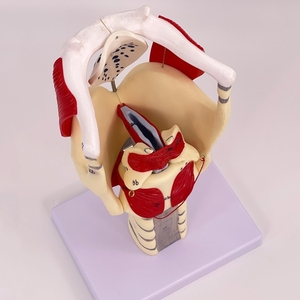 Modelo agrandado <span class=keywords><strong>de</strong></span> estructura y función humana, modelo <span class=keywords><strong>de</strong></span> Anatomía <span class=keywords><strong>de</strong></span> cavidad laríngea, modelo <span class=keywords><strong>de</strong></span> anatomía <span class=keywords><strong>de</strong></span> cabeza <span class=keywords><strong>de</strong></span> <span class=keywords><strong>garganta</strong></span> - Product Image 3