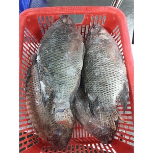 <span class=keywords><strong>ปลา</strong></span>นิลแม่น้ำไนล์น้ำ<span class=keywords><strong>จืด</strong></span>ทั้งลูกในจีนมีบรรจุภัณฑ์และแช่แข็งแบบมีหลากหลายสไตล์ - Product Image 2