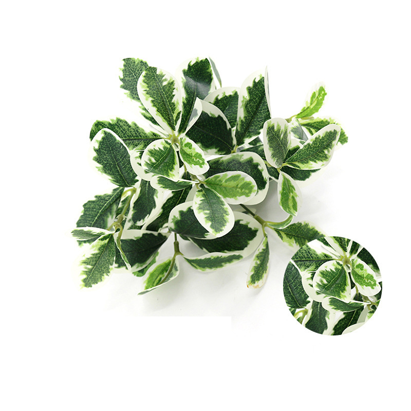 White-Edge Schefflera