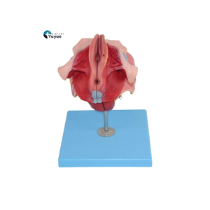 Модель медицинского обучения Женская репродуктивная система модель для гинекологии и анатомии - Product Image 1