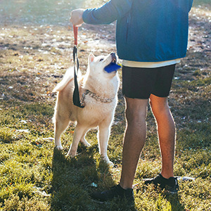 Caja de <span class=keywords><strong>Entrenamiento</strong></span> Olfativo para Perros de Trabajo, Equipo de Detección de Olores, Ejercicio de Concentración y Actividades al Aire Libre, Directo de Fábrica - Product Image 5