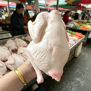 Modelo de Pollo Entero de PU de 21.5cm, Sin Cabeza, Sin Plumas, Réplica de Aves de Corral, Accesorio de Exhibición para Cocina, Decoración para Mercado de Alimentos y Restaurantes - Product Image 4