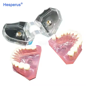 Modèle dentaire standard avec dents amovibles, gencives souples, TYPODONT adulte en plastique, manuel pour l'étude et l'enseignement - Product Image 3