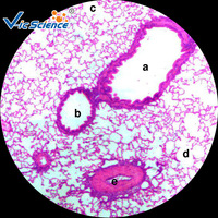 Human Histology Microscope Prepared Teaching Slides(100kinds) Histology Slide