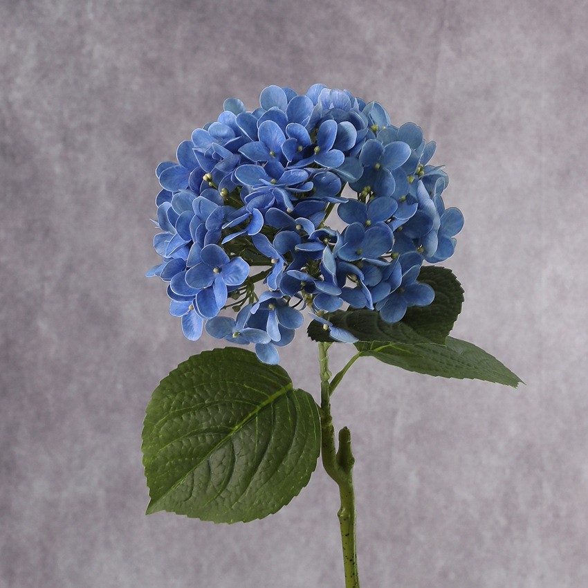 Bl1 azul