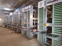 Cage à poulettes de type H galvanisée automatique à grande échelle pour l'élevage moderne en poulailler, système d'élevage de poussins pour ferme avicole