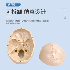 Modèle de crâne humain, modèle de crâne avec cerveau, modèle anatomique de crâne et de cerveau, modèle de structure crânienne - Product Image 3