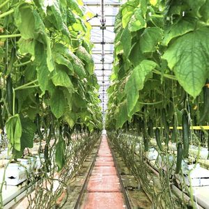 Coconut Peat Bag Substrate for <b>Vegetables</b> Growing Soilless Cultivation Hydroponic Greenhouse Farm Garden Planting Medium - Product Image 2