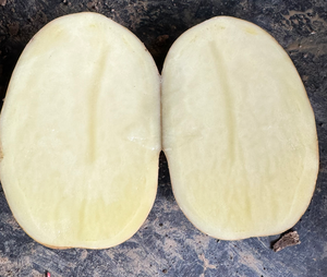 Nueva cosecha fresca de grado superior de alta nutrición certificada <span class=keywords><strong>Patatas</strong></span> blancas y rojas proveedor mayorista - Product Image 4