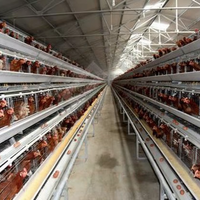 Poulailler préfabriqué en structure acier pour ferme, avec cage à poules pondeuses et système de collecte automatique des œufs