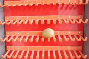 Cage automatique pour poulets <span class=keywords><strong>de</strong></span> 1 à 100 000 unités, cage automatique pour poulets <span class=keywords><strong>de</strong></span> chair, équipement avicole, cage automatique pour poulets pondeuses - Product Image 5