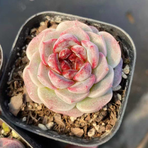 <span class=keywords><strong>Suculentas</strong></span> Echeveria 'Velvet' para Decoración del Hogar <span class=keywords><strong>y</strong></span> Absorción de Formaldehído - Product Image 1