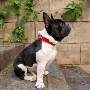 Collar de cuero para mascotas con ranura para rastreador, rastreador antideslizante para perros, cubierta de cuero, collar de posicionamiento para perros - Product Image 5