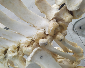 Modelo <span class=keywords><strong>de</strong></span> <span class=keywords><strong>Esqueleto</strong></span> <span class=keywords><strong>de</strong></span> Toro/Vaca <span class=keywords><strong>de</strong></span> Hueso Animal Realista y Vívido para Educación Médica, Modelo <span class=keywords><strong>de</strong></span> <span class=keywords><strong>Esqueleto</strong></span> <span class=keywords><strong>Bovino</strong></span> con Base, Modelo <span class=keywords><strong>de</strong></span> Enseñanza Veterinaria - Product Image 5