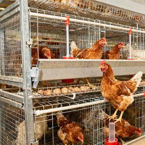 Hệ thống lồng gia cầm 3 lớp cho các trang trại thương mại | lồng gà trứng công suất cao cho chim 4000 - Product Image 2