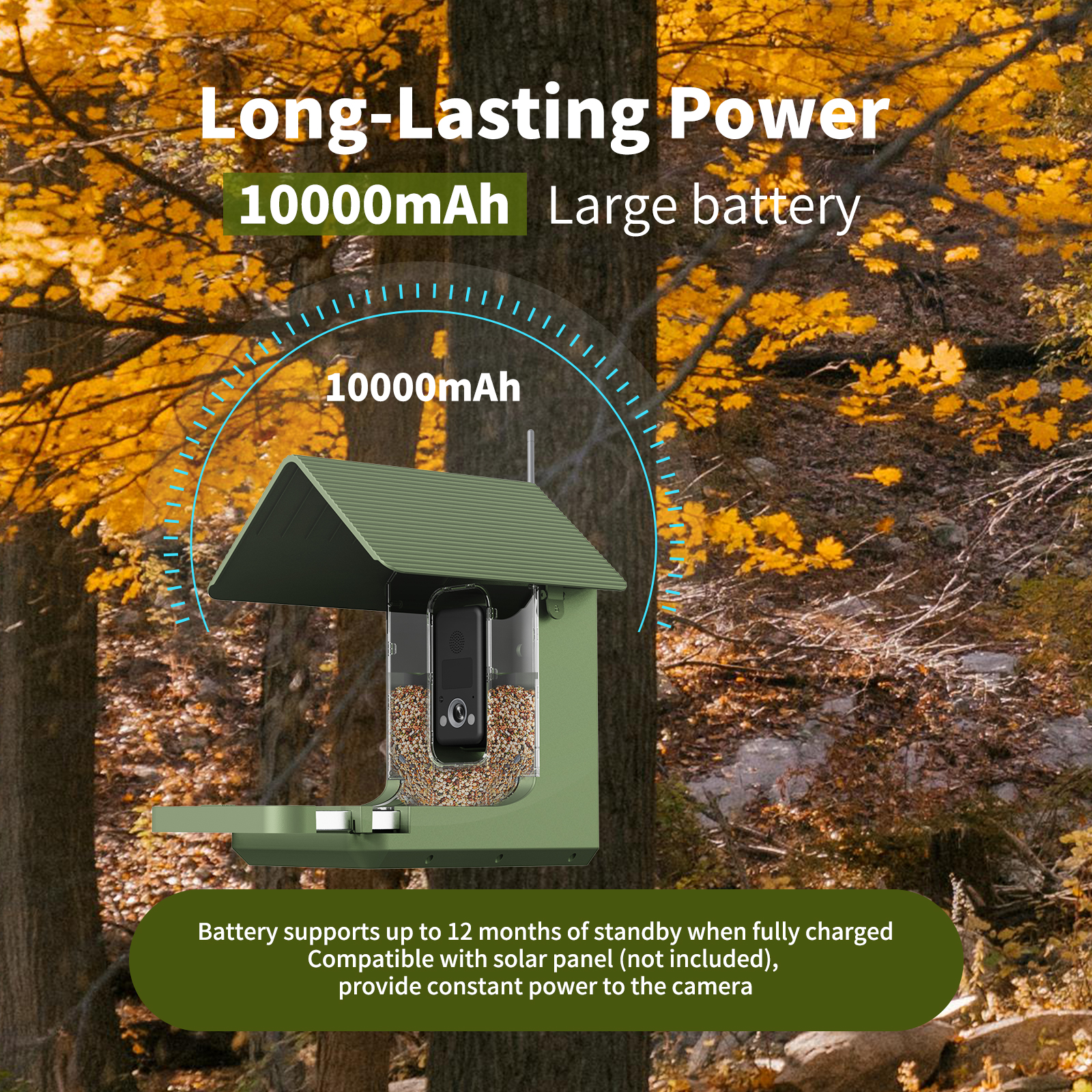 How to Choose the Best Bird Feeder with Camera for Your Garden