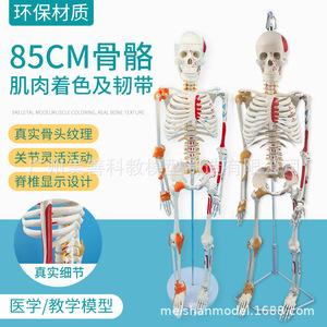 Modelo de esqueleto humano, 85 cm, con la mitad de los músculos coloreados, puntos de origen e inserción muscular, ligamentos, modelo de masaje. - Product Image 2